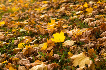 yellow Maple leaves on the ground