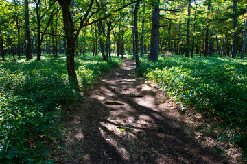 日本の至宝　日光・小田代ヶ原へのハイキングコース