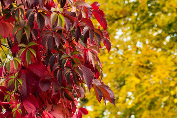yellow red background from leaves