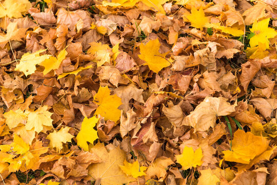 yellow Maple leaves on the ground