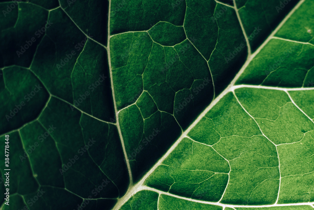 Poster Beautiful leaf on a black pattern background texture for design. Macro photography view...