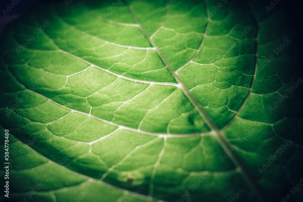 Poster Beautiful leaf on a black pattern background texture for design. Macro photography view...