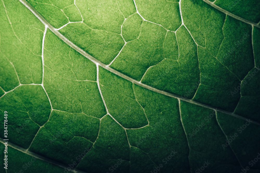 Poster Beautiful leaf on a black pattern background texture for design. Macro photography view...