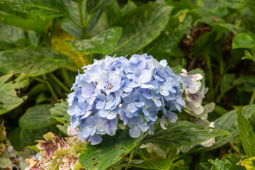 Hydrangea in the grass by the roadside 1