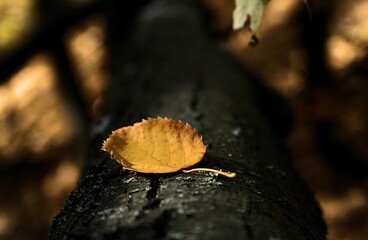 close up of a mushroom