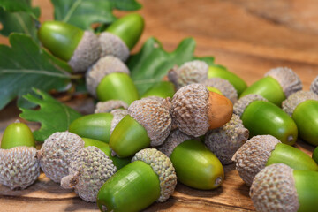 closeup of acorns on wooden background
