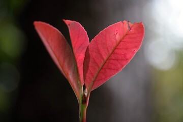 Photinia fraseri 'Red Robin'