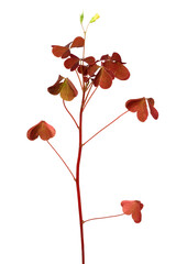 Oxalis triangularis flower isolated