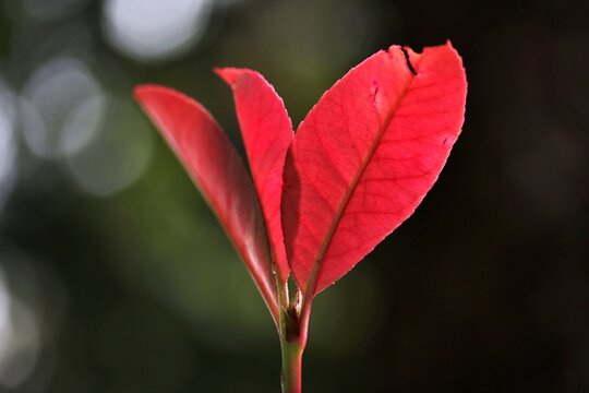 Photinia fraseri 'Red Robin'