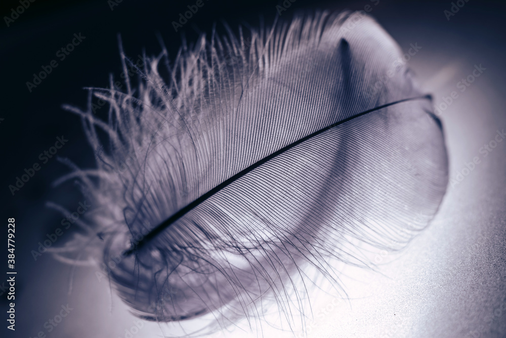 Poster Close up Beautiful gray Bird feather pattern background for design texture. Macro photography view.