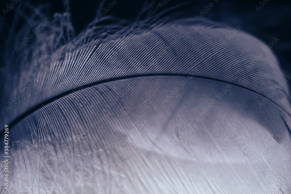 Poster close up beautiful gray bird feather pattern background for design texture. macro photography view.
