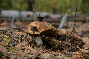 Boletus edulis in the autumn forest macro
