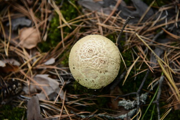 Amanita phalloides is a very poisonous mushroom in the autumn forest