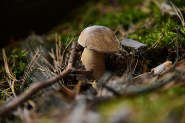Boletus edulis in the autumn forest macro