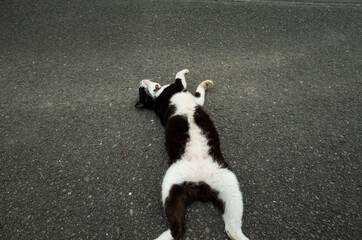 寝っ転がっている猫