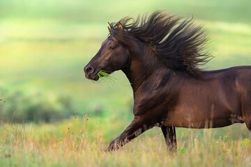 horse running in the field