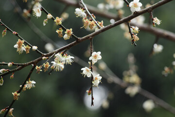 Many yellow flowers in the flower shop