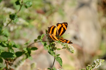 the beautiful yellow black color butterfly on the green paddy plant .