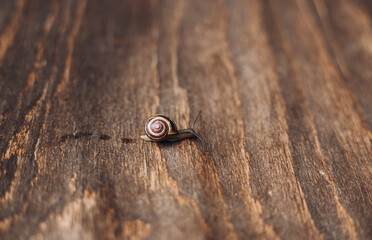 Helix pomatia on wooden background, Garden small Snail animal life in nature. Selective focus.