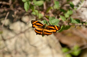 the beautiful yellow black color butterfly on the green paddy plant .
