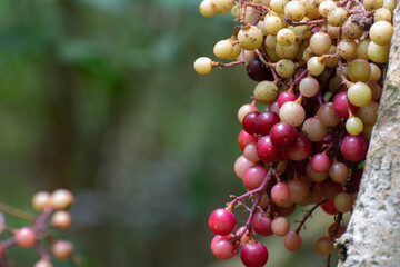 Ampelocissus martinii Planch.Wild grapes, a plant that looks like grapes Medicinal plants in the Southeast Asian rainforest 