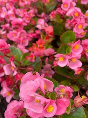 pink flowers