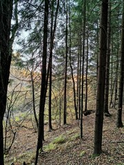 Obraz premium forest in autumn