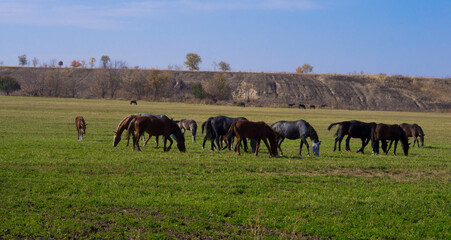 Herd of horses graze in the meadow.