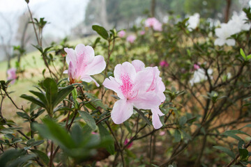 There are many pink azaleas