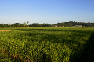 rice field in the evening