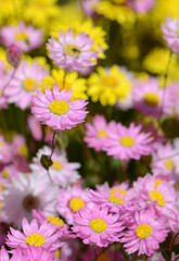 Pink Rhodanthe manglesii everlasting daisies among yellow Showy Everlastings, Schoenia filifolia, family Asteraceae. Also known as Paper daisies and strawflowers. Endemic to Western Australia