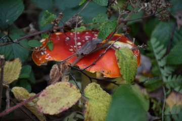 Fliegenpilz unter Blättern in der Eifel