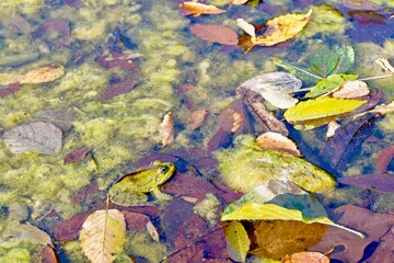 A pond with marsh frogs close-up, green algae and fallen leaves in clear water