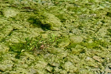 Green algae, similar to moss, visible through the clear water of a shallow river with fallen leaves on the surface