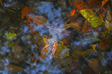 Autumn leves fell below the surface of the water