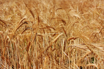Golden ears of wheat in a field