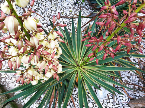 A bush of white and pink Yucca gloriosa flowers against a background of white stones. The view from the top.