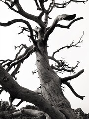 Dry aged dead tree study in black and white against stark white background