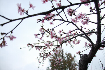 Tree full of many pink cherry blossoms