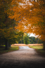 Obraz premium autumn in the forest