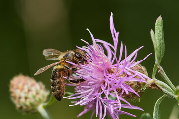 Wild bee pollinating purple thistle on danube meadow, Slovakia, Europe