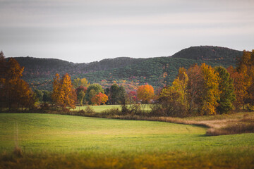 Fototapeta premium Field of colorful trees in New England