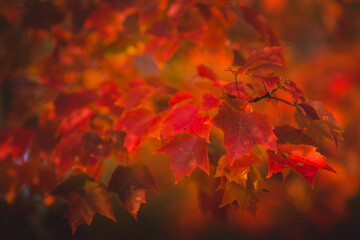 Bright red autumn leaves