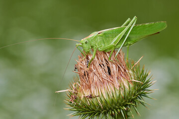 Bush cricket on dry thistle on meadow, Danube wetland, Slovakia, Europe