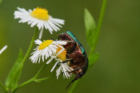 Green rose chafer on wild thistle, Danube wetland, Slovakia, Europe