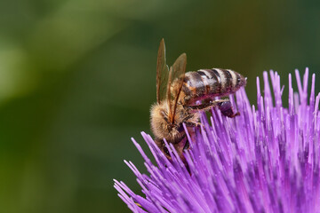 Wild bee pollinating purple thistle on danube meadow, Slovakia, Europe