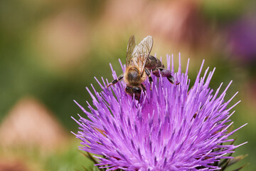 Wild bee pollinating purple thistle on danube meadow, Slovakia, Europe