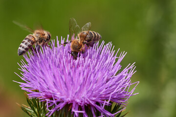 Wild bee pollinating purple thistle on danube meadow, Slovakia, Europe