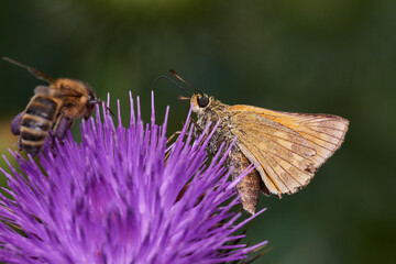 Large skipper ,,ochlodes sylvanus,, sitting on wild thistle, Danube wetland, Slovakia, Europe