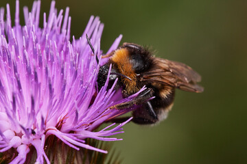 Bumblebee pollinates wild thistle, Danubian forest, Slovakia, Europe